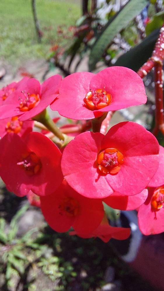 Photograph by CRINALDO REIS