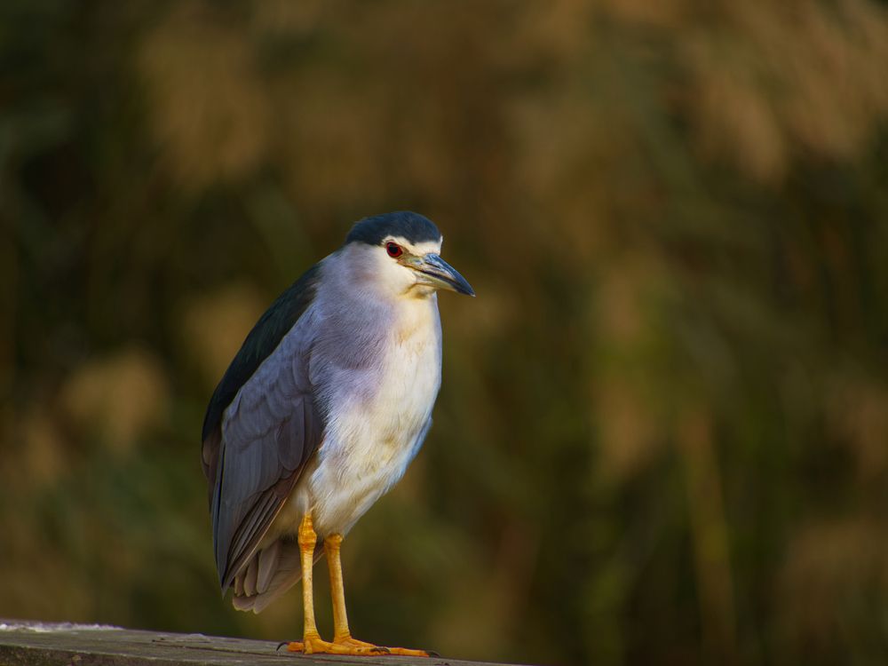 Photograph by David Solodar