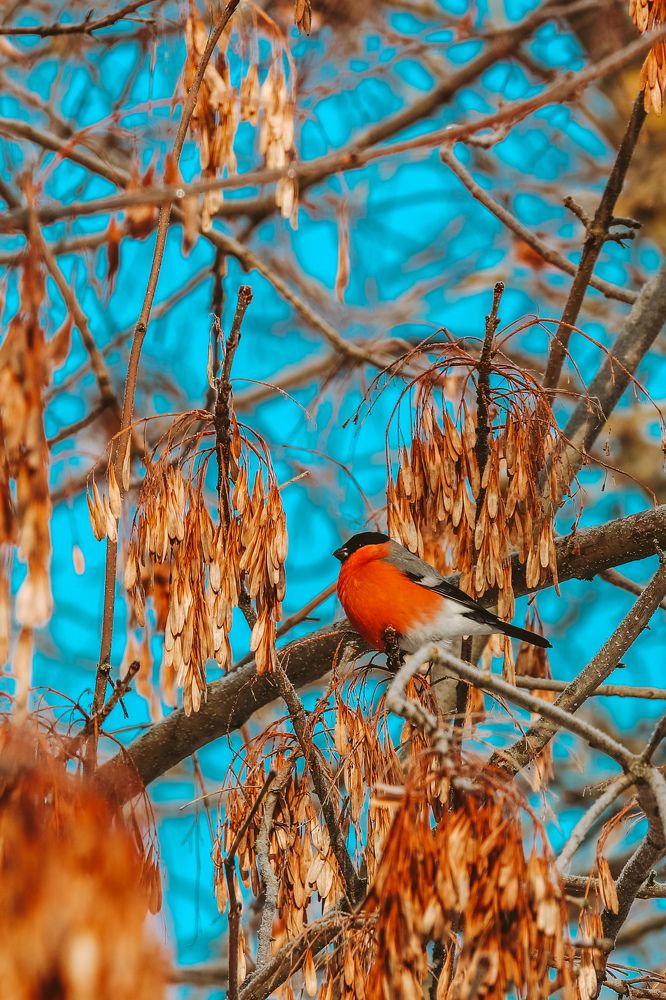 Photograph by Алексей Голубев