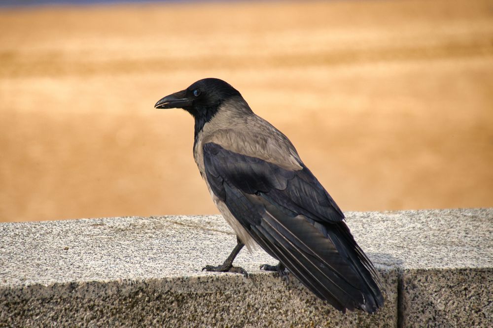 Фотография автора Georgii Eletskikh