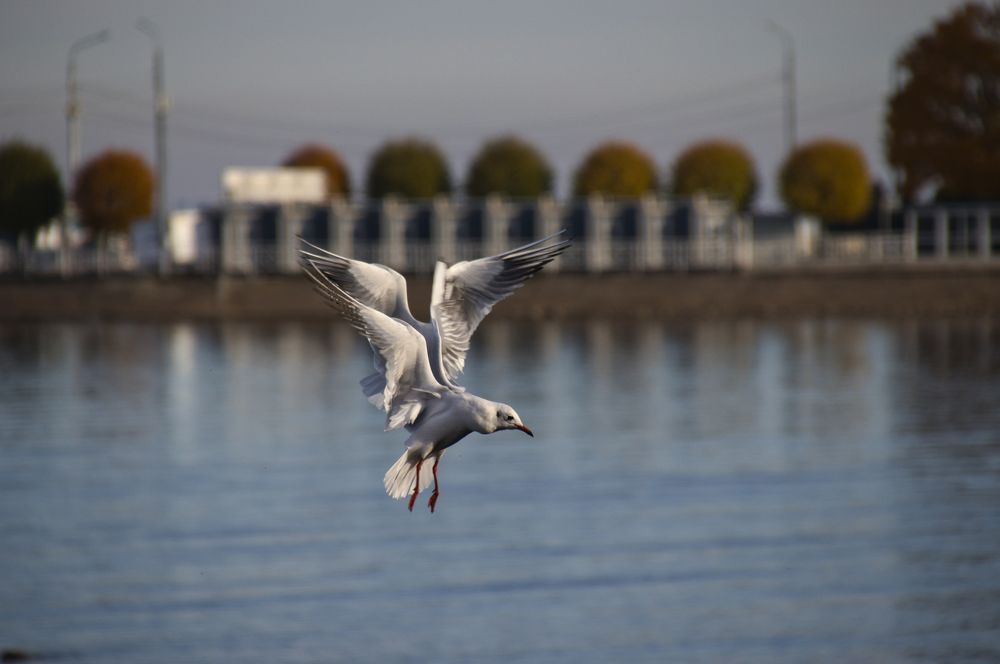 Фотография автора Georgii Eletskikh