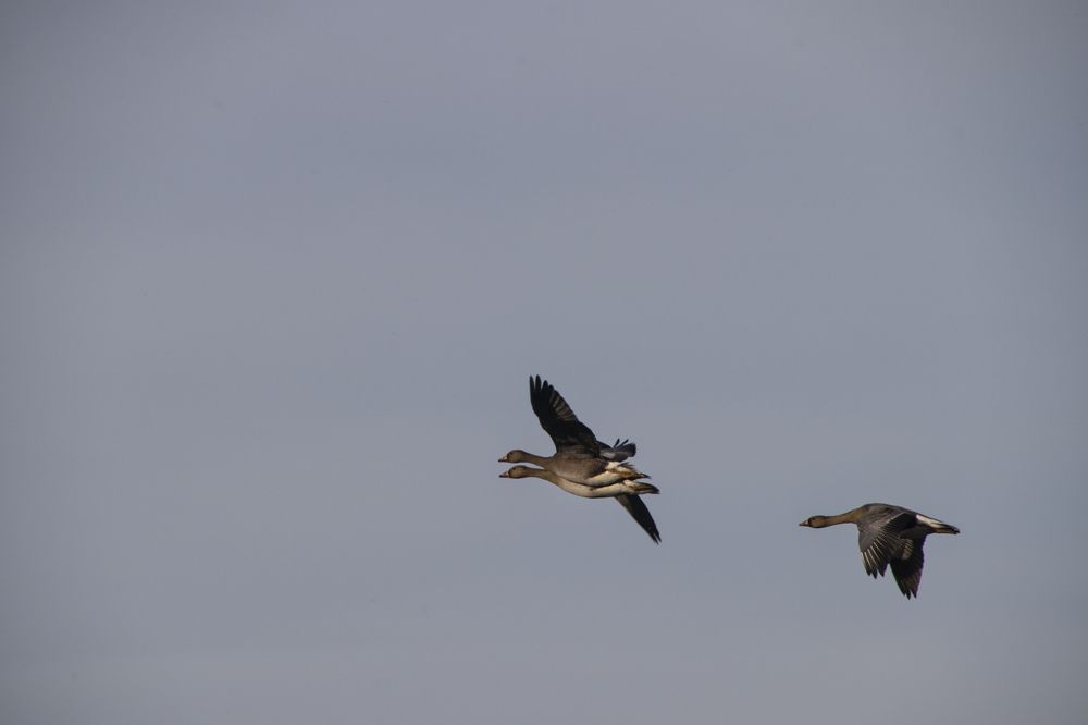 Фотография автора Georgii Eletskikh
