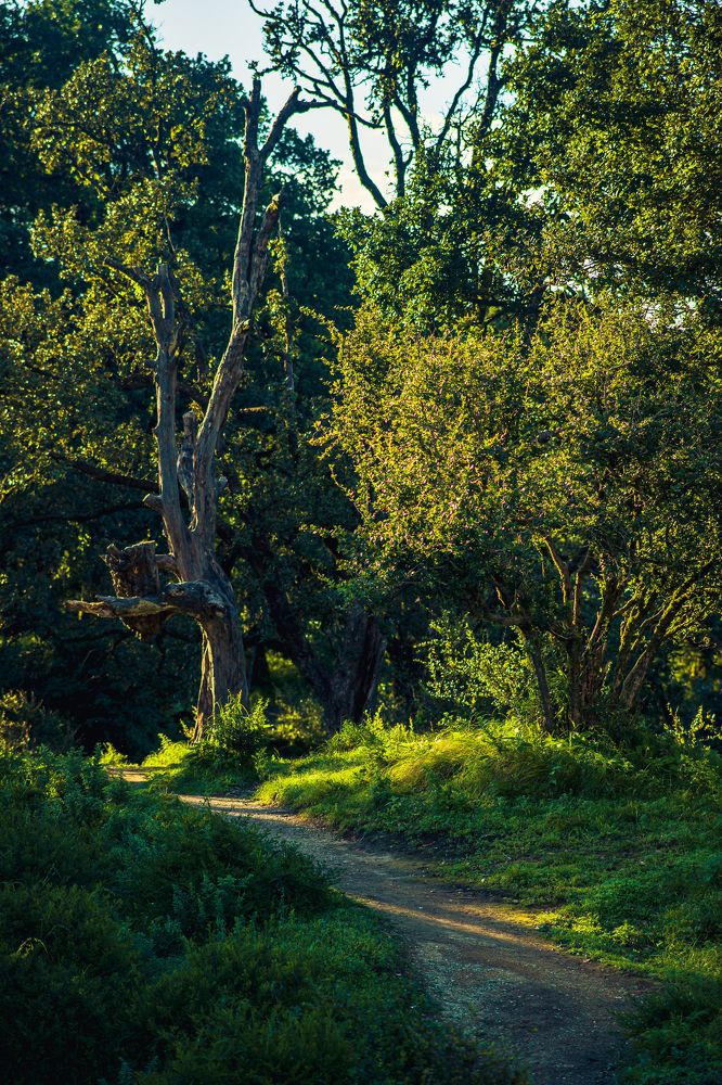 Forest trail