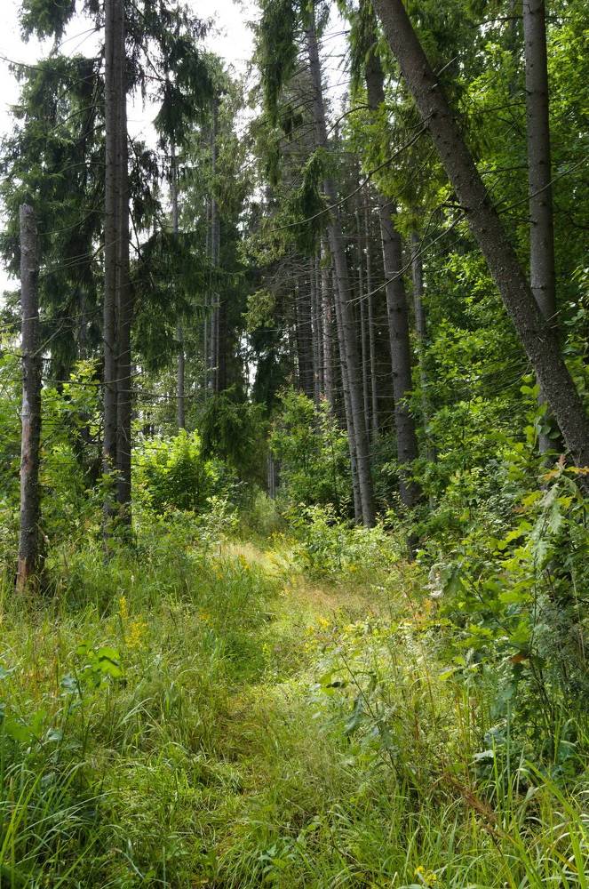 Photograph by Шамина Вера