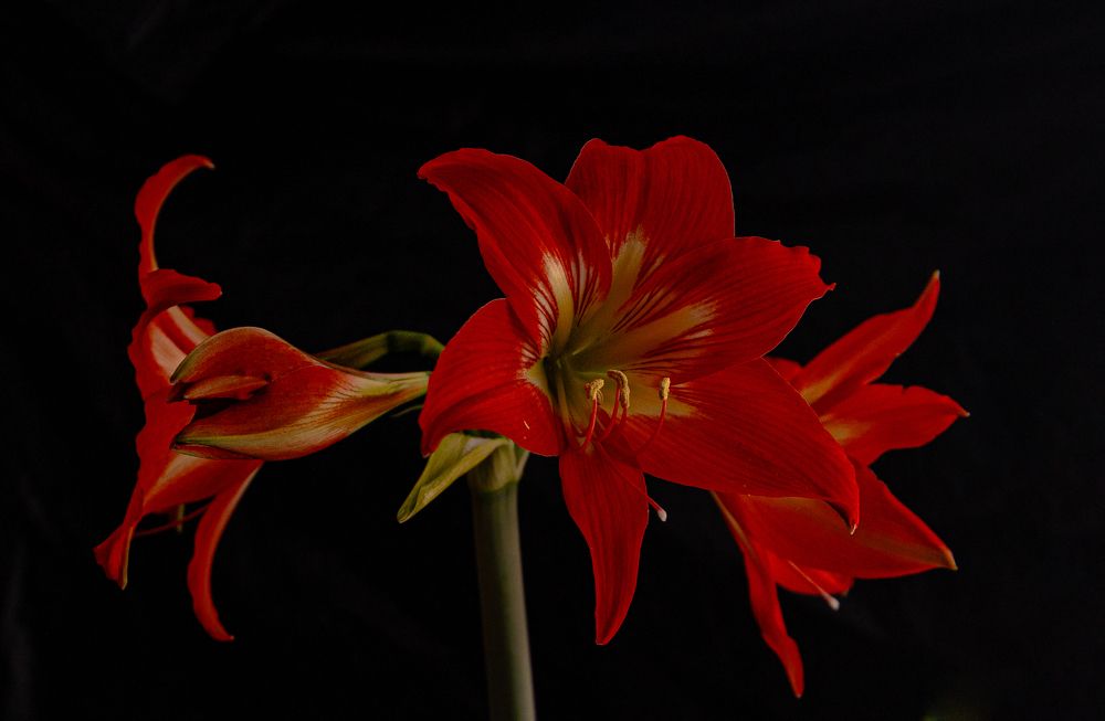 Photograph by Алексей Широбоков