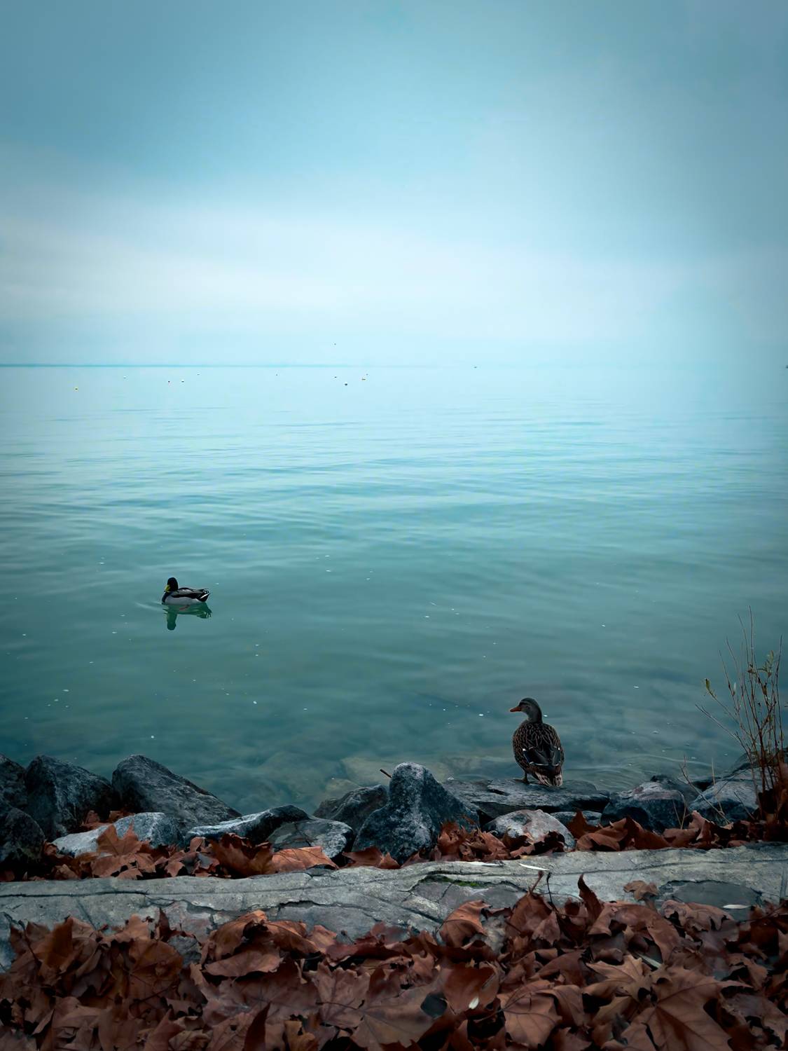 Photo #11214832