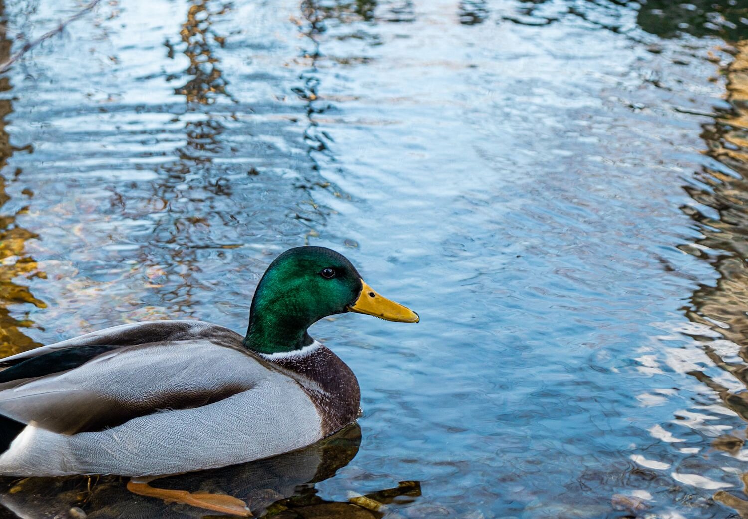 Photo #11214833