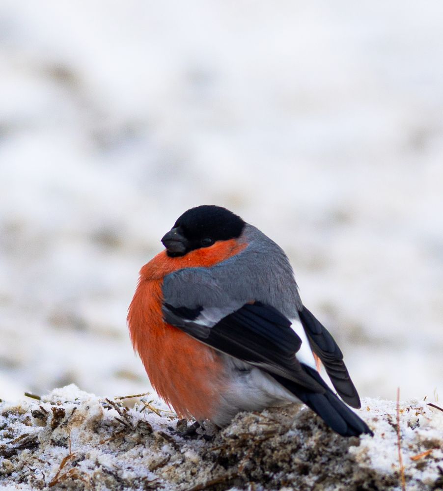 Photograph by Алексей Широбоков