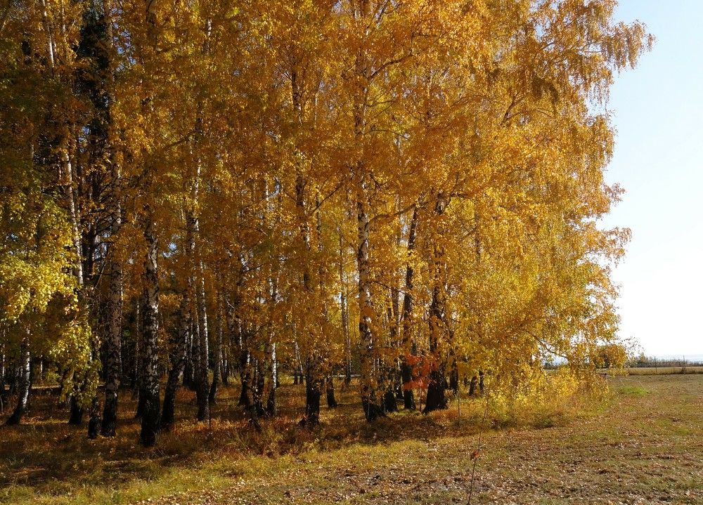 Autumn forest trees and leaves