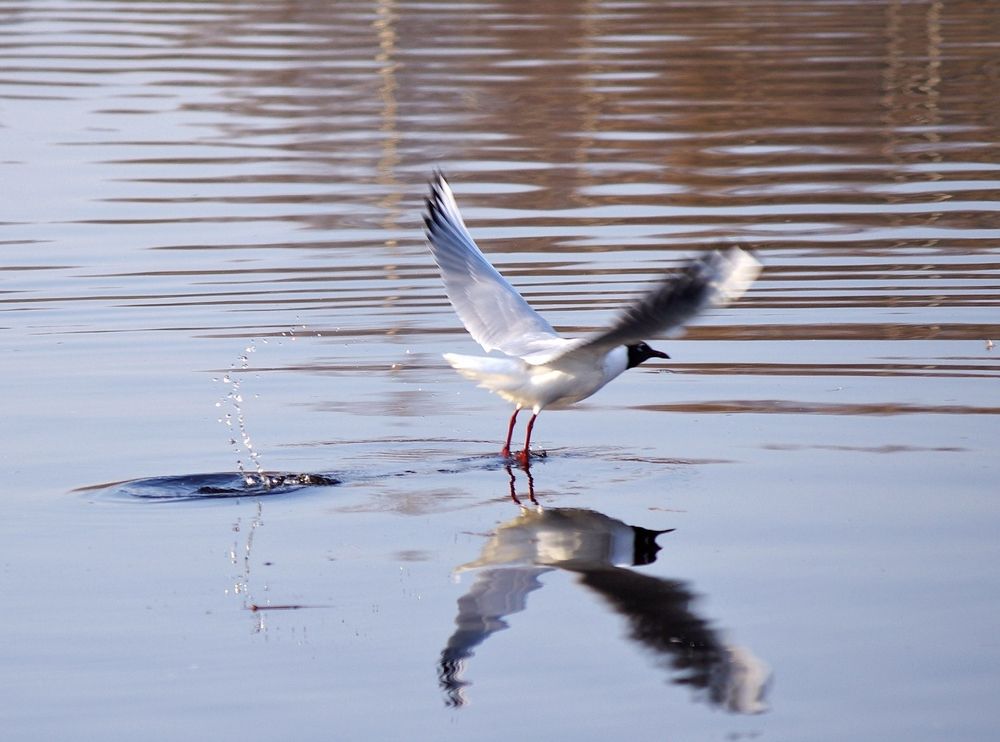 Photograph by Светлана Герасимчук