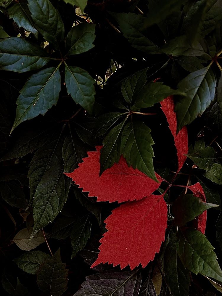 Photograph by Мария Карпычева