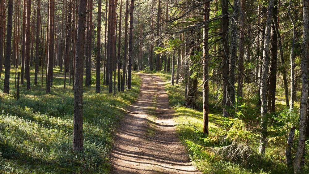 Path in a pine forest