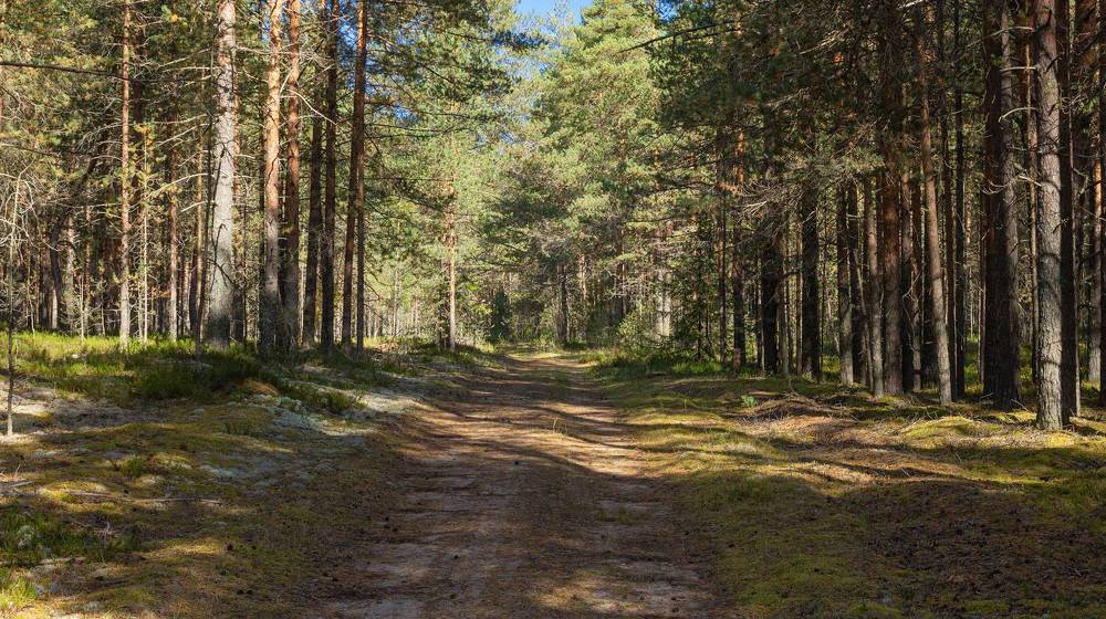 A wide path in a pine forest