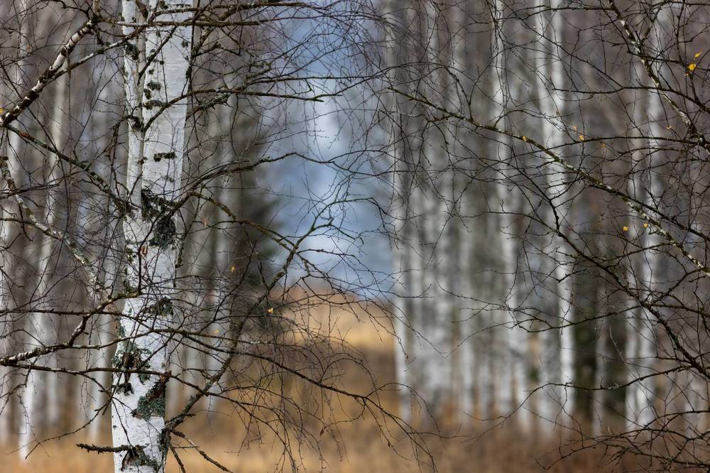 Photograph by Алексей Широбоков