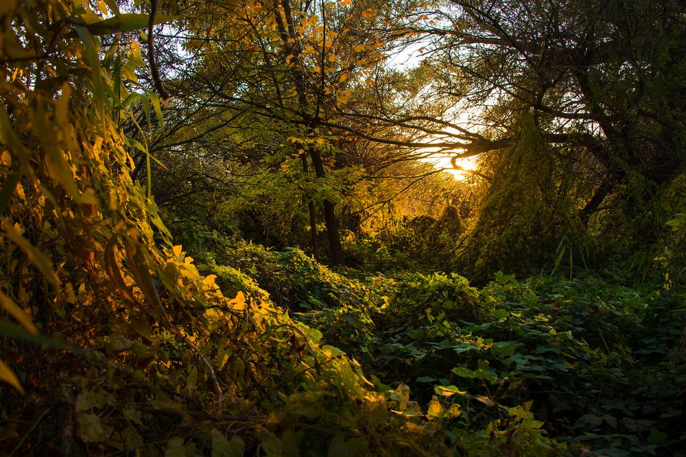 Осень в заповеднике Астраханский