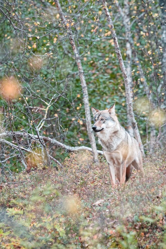 Photograph by PATRICK DELLON