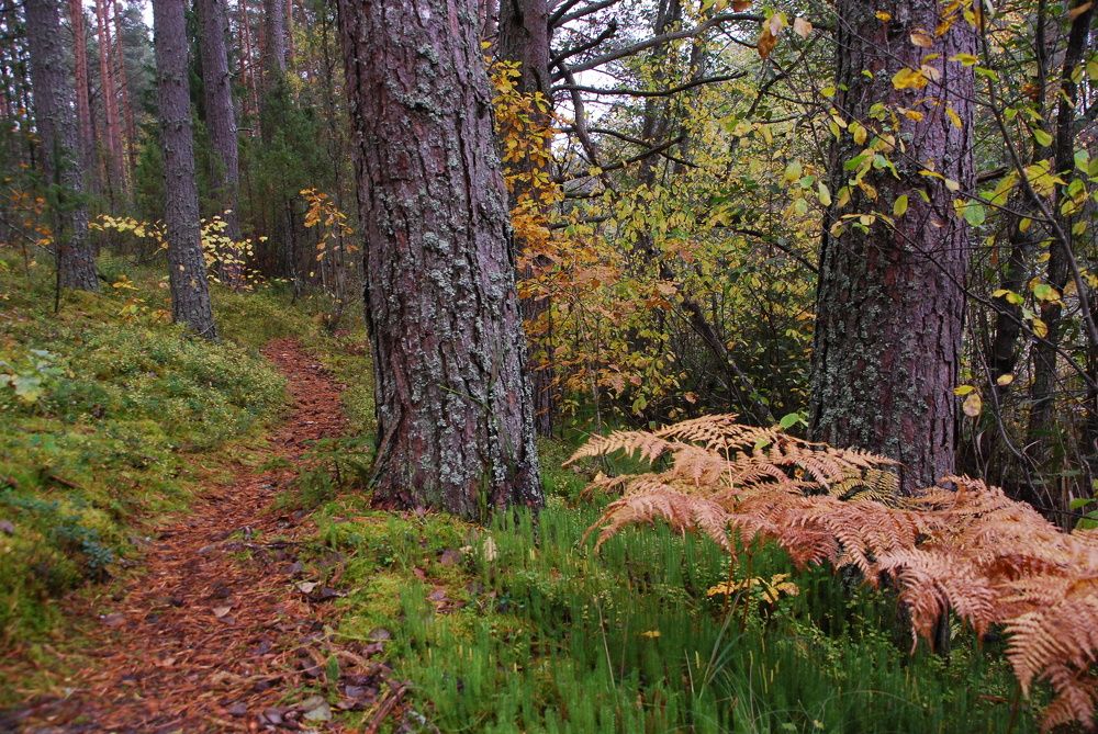 Photograph by Юрий Яковлев