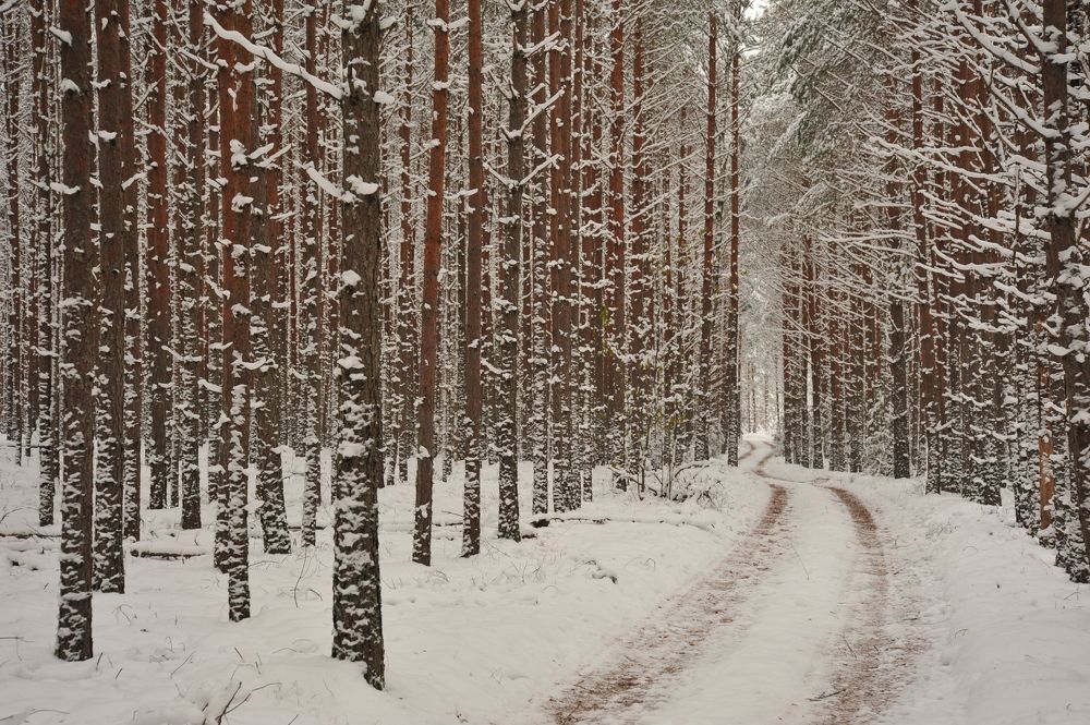 Photograph by Юрий Яковлев