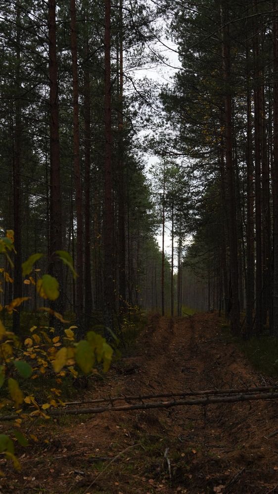 Photograph by Карчевский Павел