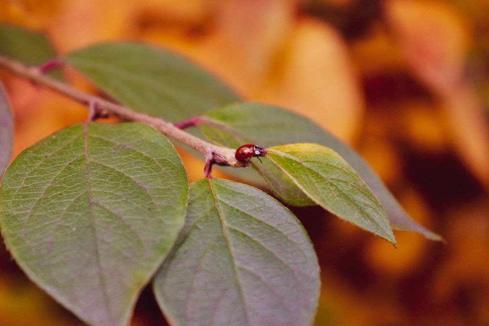 Photograph by Ольга Барулина