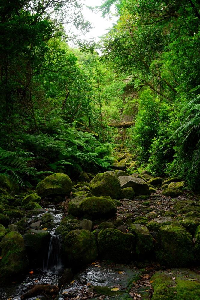 Photograph by PATRICK DELLON