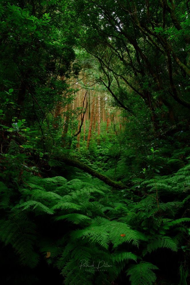 Photograph by PATRICK DELLON