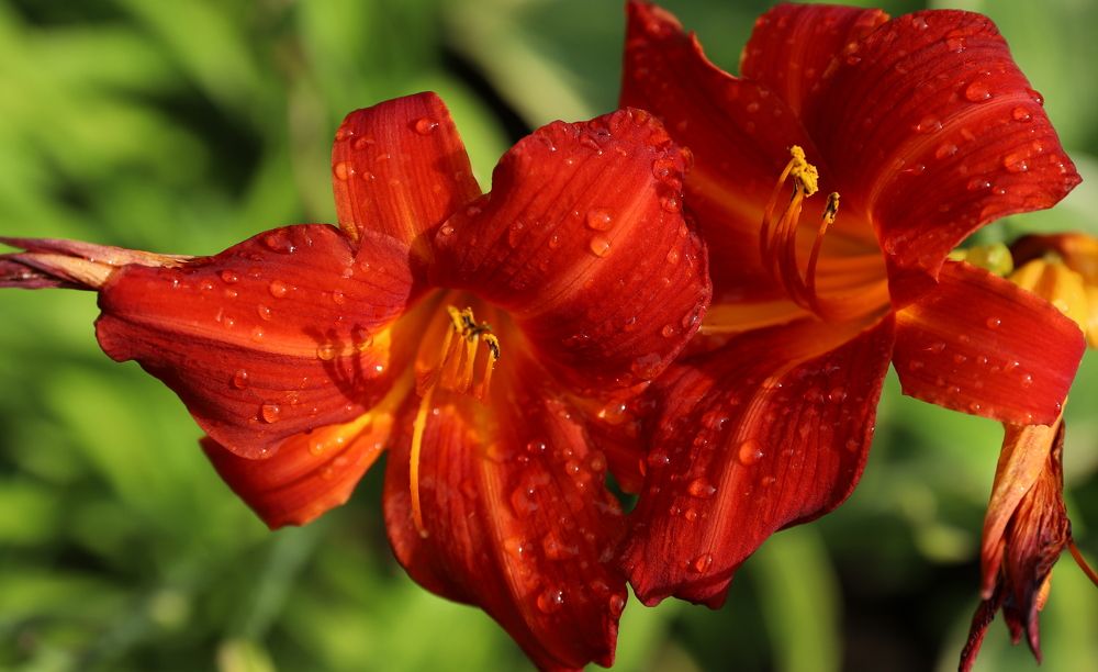 Photograph by елена