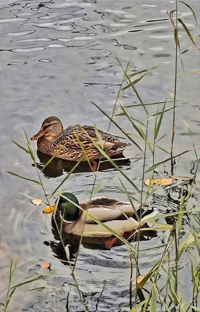 Photograph by Елена