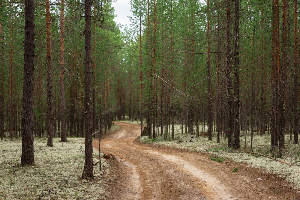 Сосновый бор