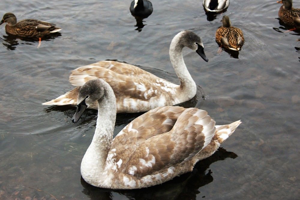 Photograph by Nikita Zorin