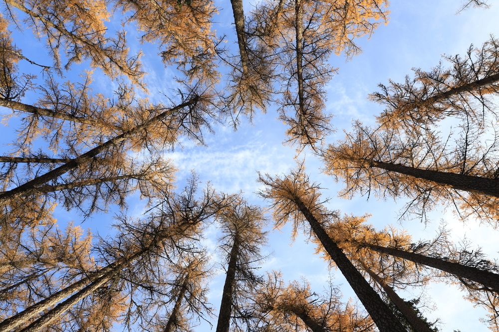 Photograph by елена