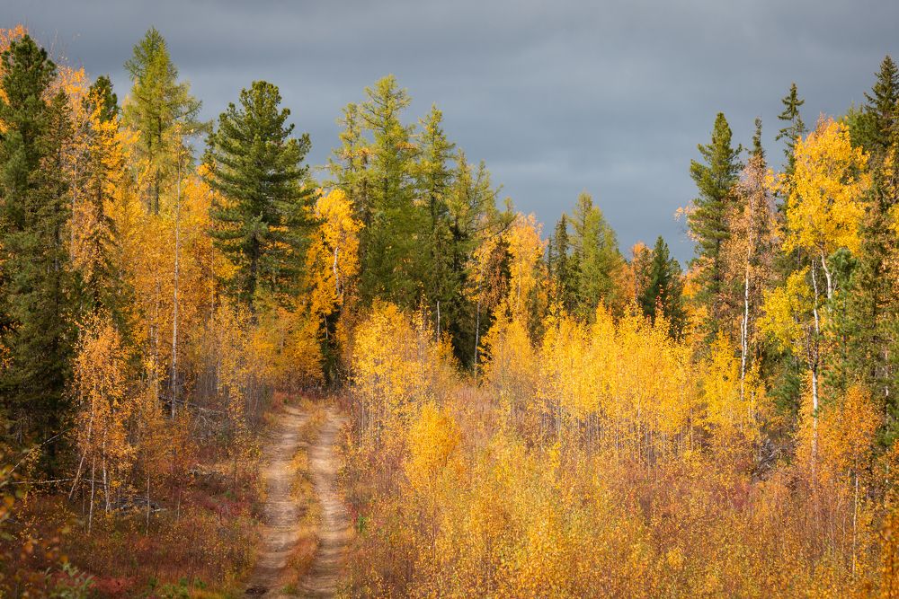 Дорога в осень