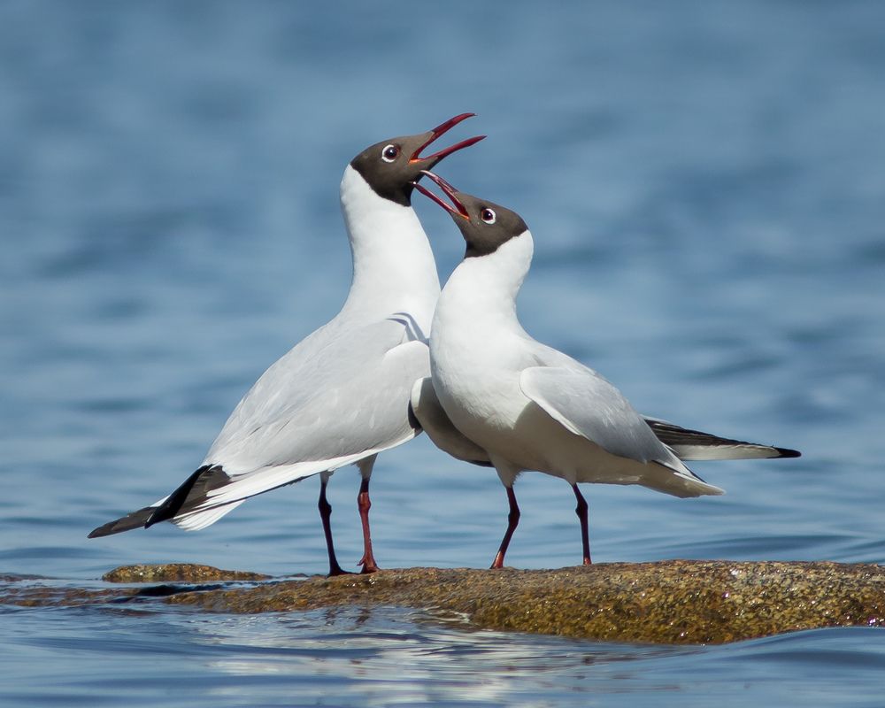 Фотография автора Суслов Дмитрий