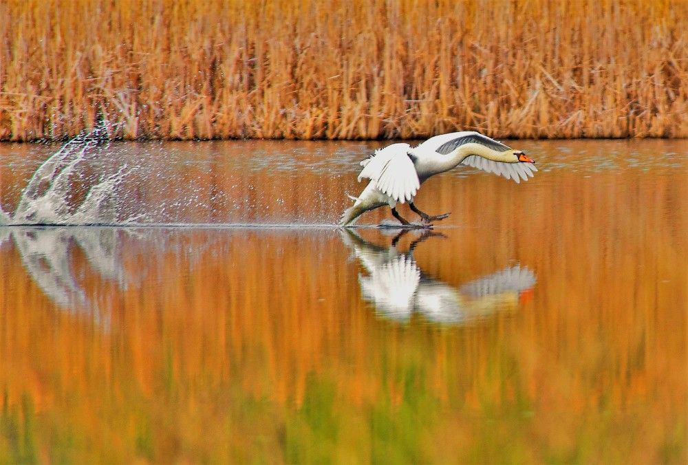 Photograph by Сиваков Алексей