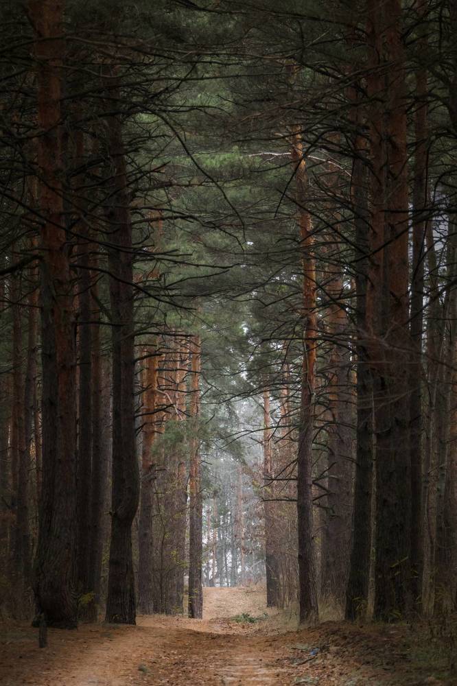 Photograph by Степан Ковыльчик