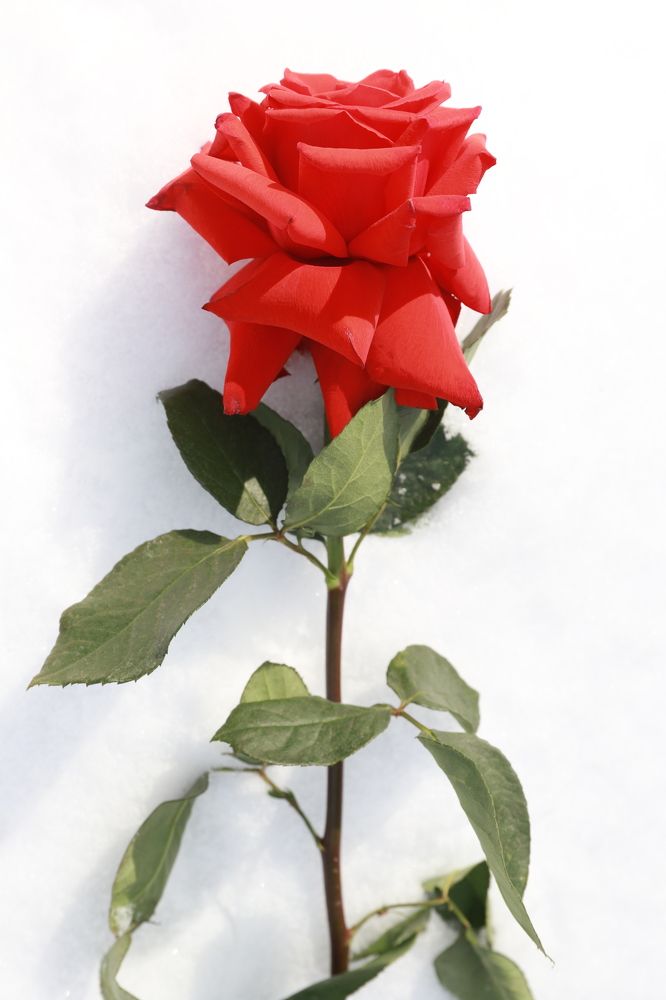 Photograph by Елена Тимченко