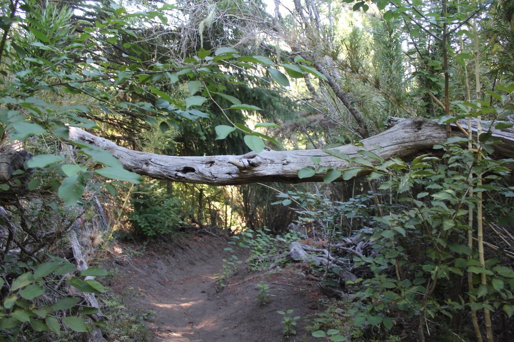 En busca de lo desconocido.