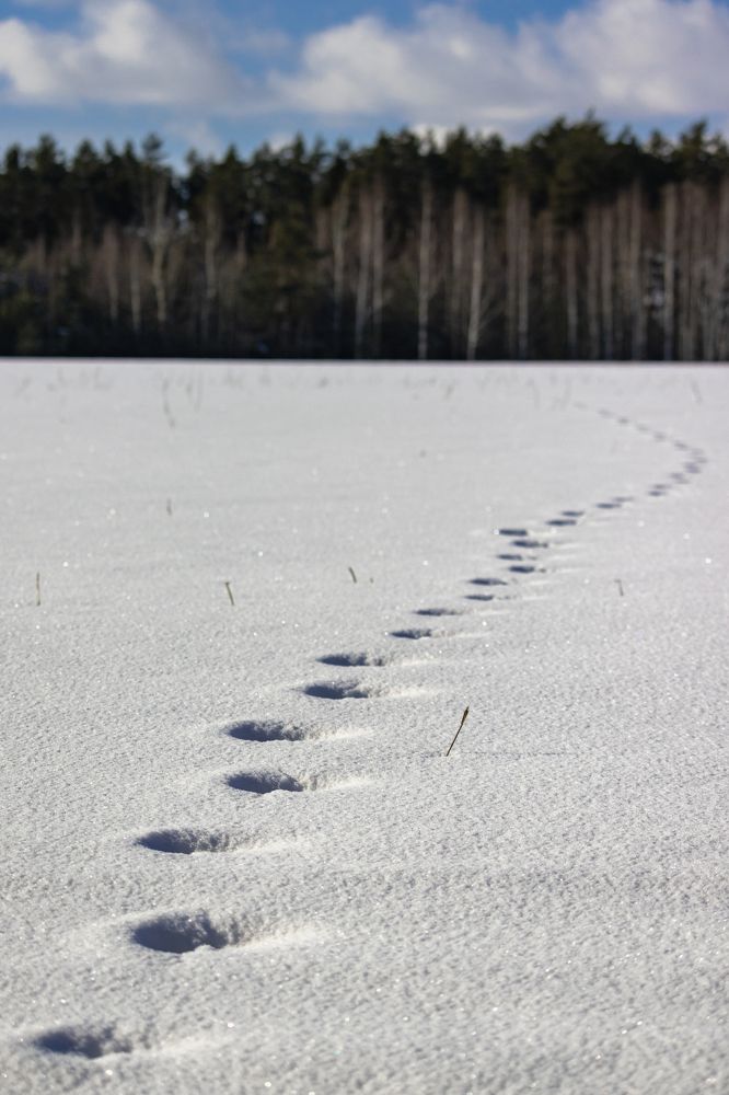 Следы невиданных зверей