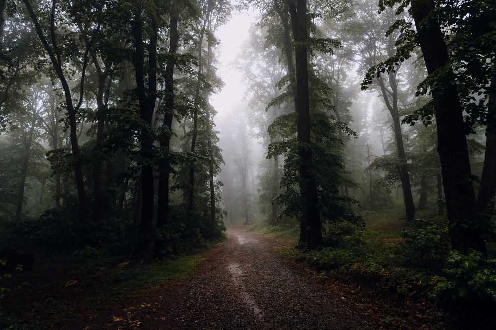 Photograph by Dejan Zakic