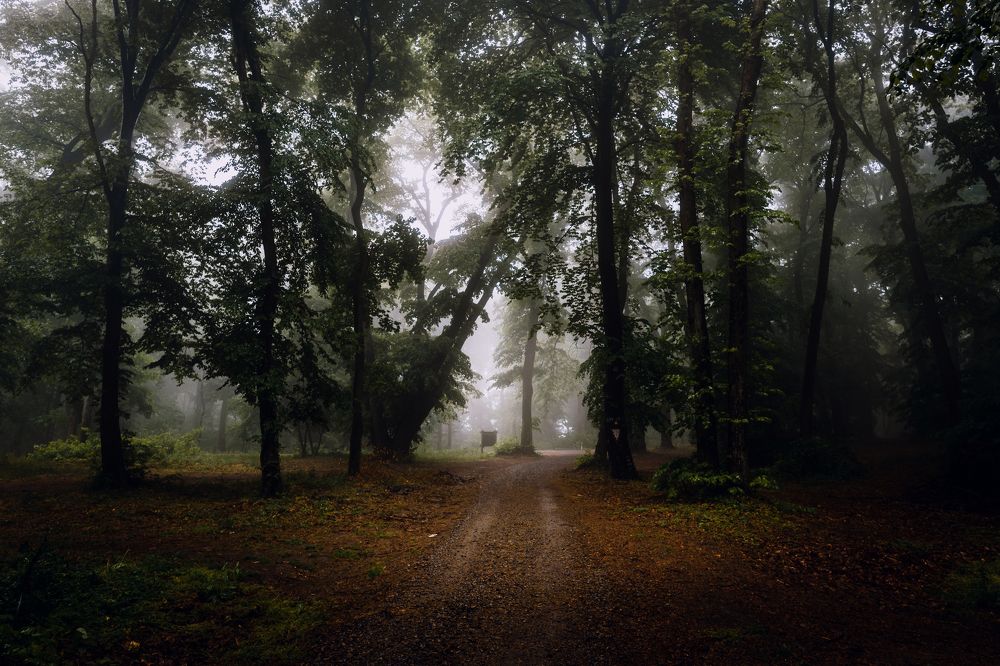 Photograph by Dejan Zakic