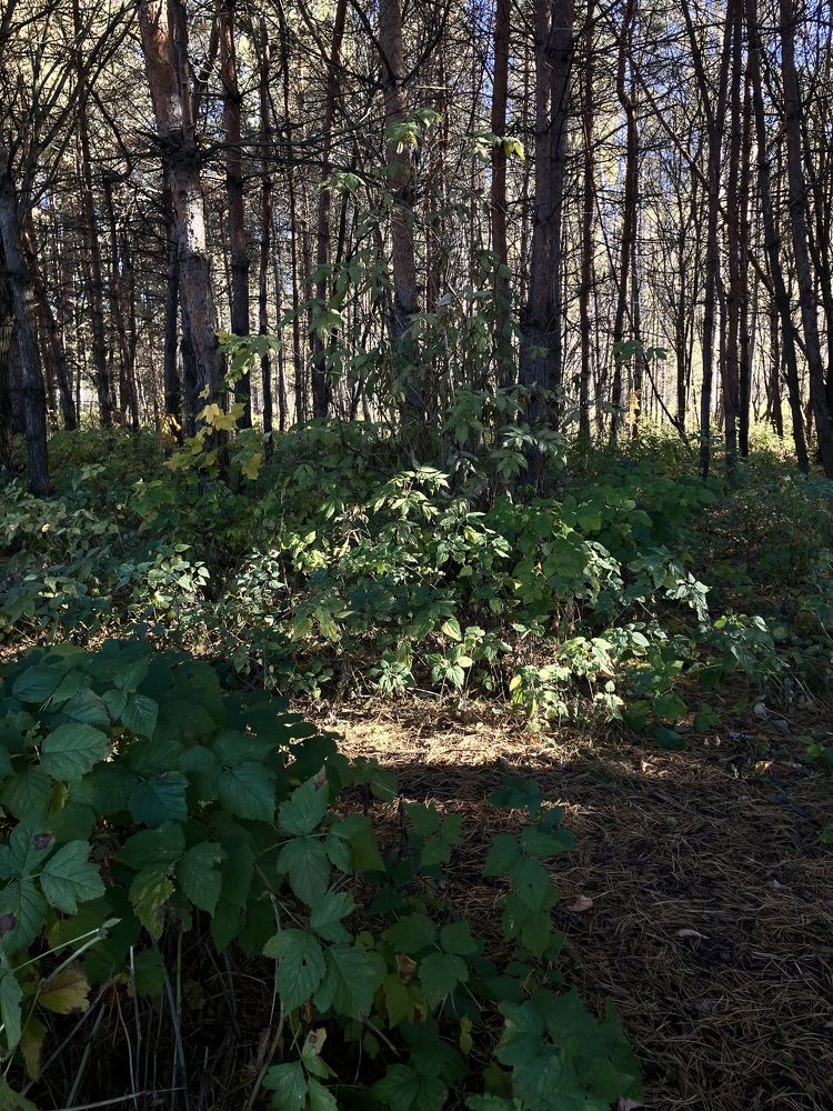 Photograph by Мария Карпычева