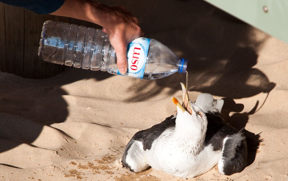 Photograph by Гребенников Сергей