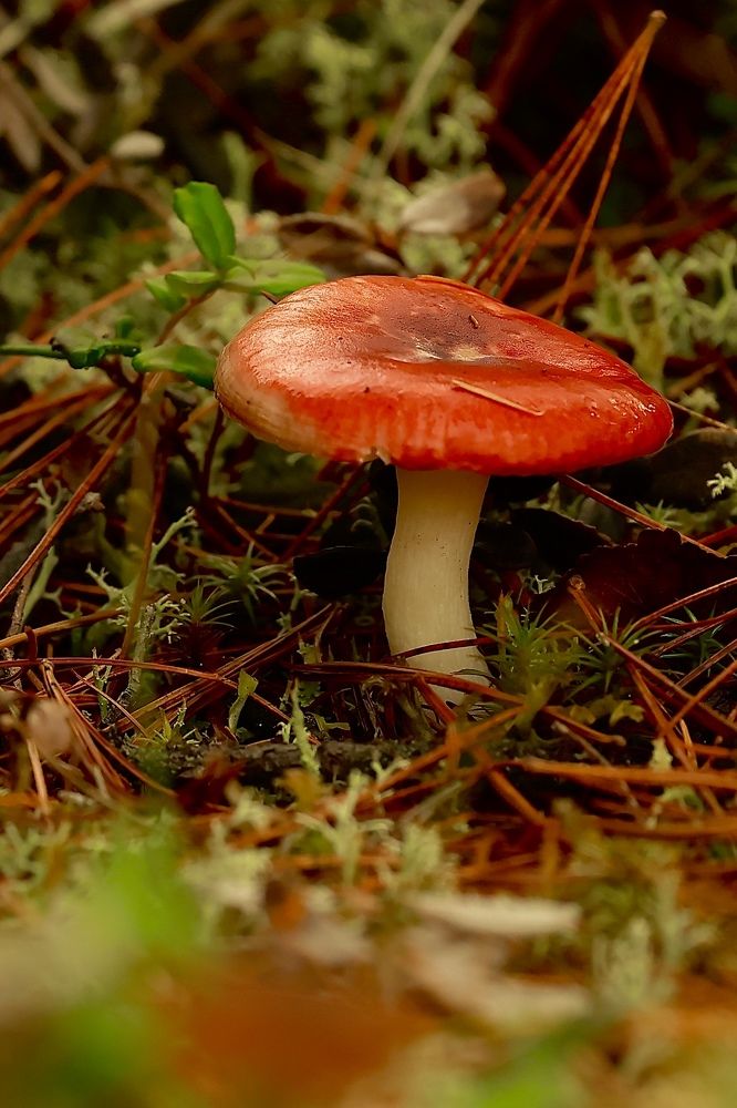 Photograph by Евгения Казакова