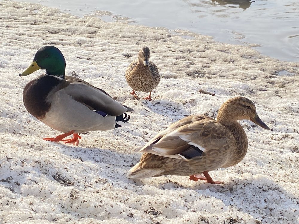 Photograph by Ольга Шабалина