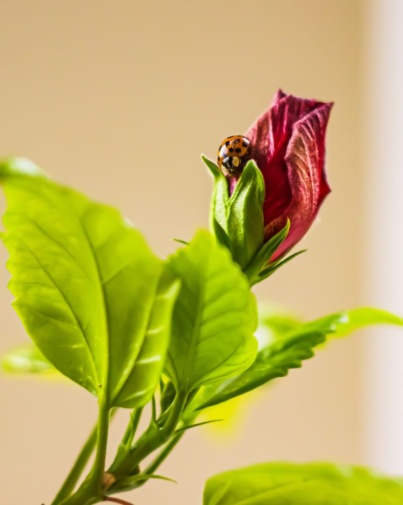 Photograph by Елена Беланенко