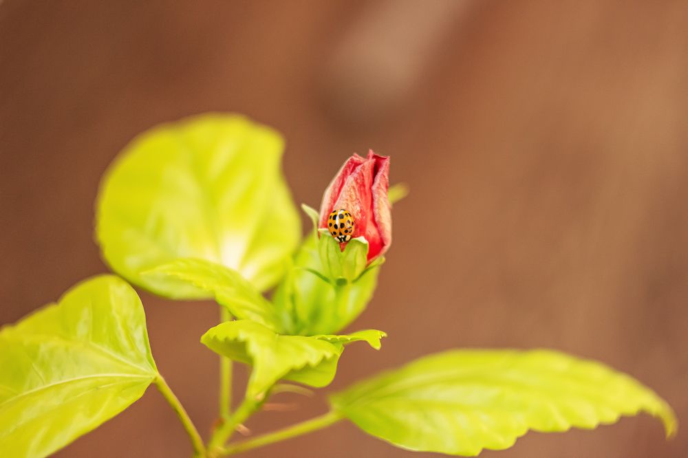 Photograph by Елена Беланенко