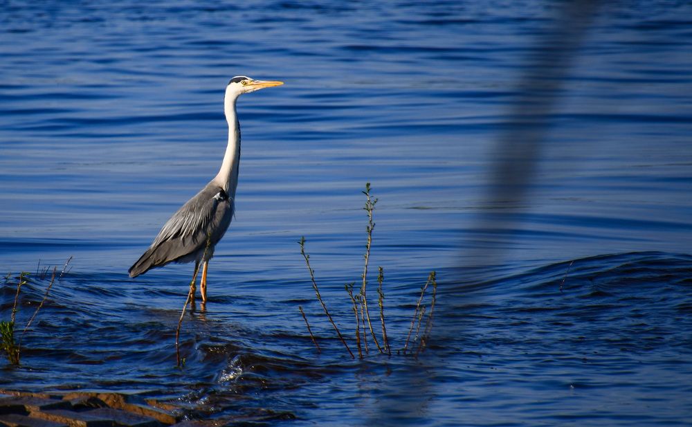 Фотография автора Олег Капуста