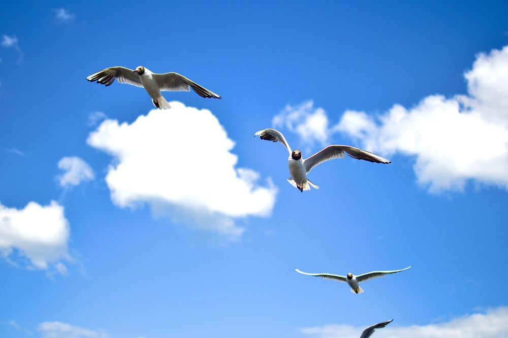 Фотография автора Олег Капуста