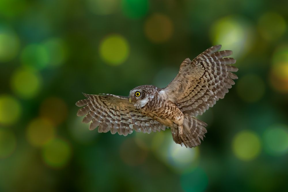 Photograph by Debjyoti Sarkar