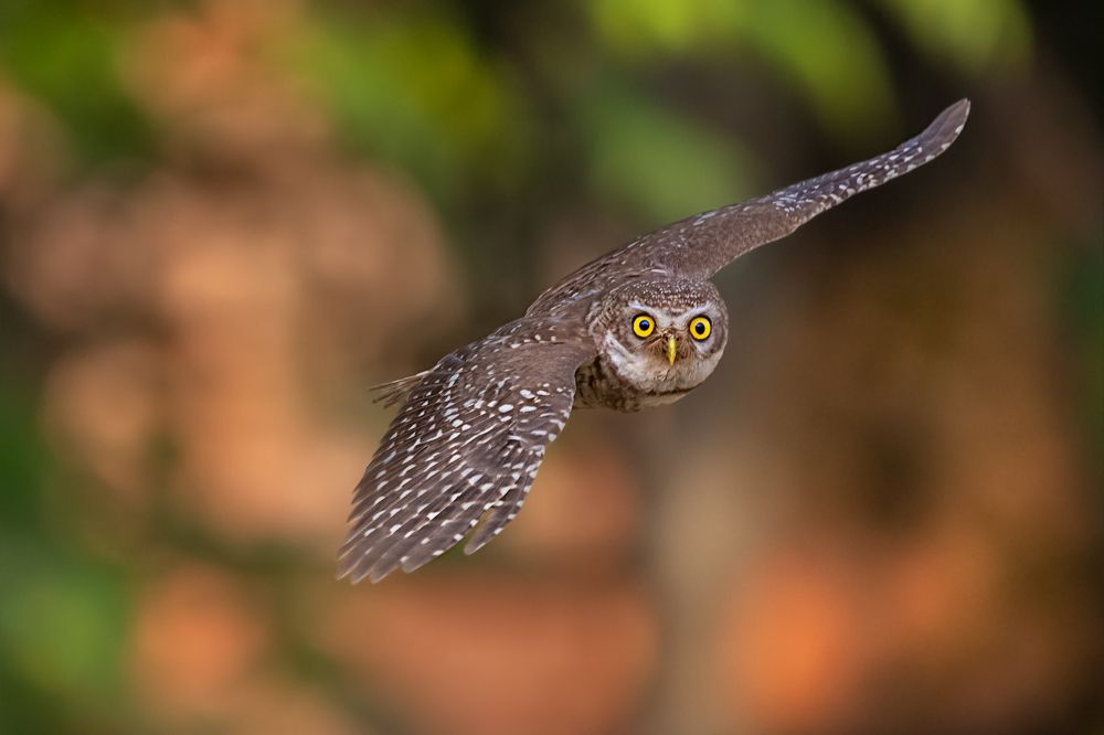 Photograph by Debjyoti Sarkar